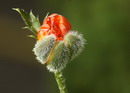 Papaver orientalis,شقایق سیاه,خشخاش زینتی
